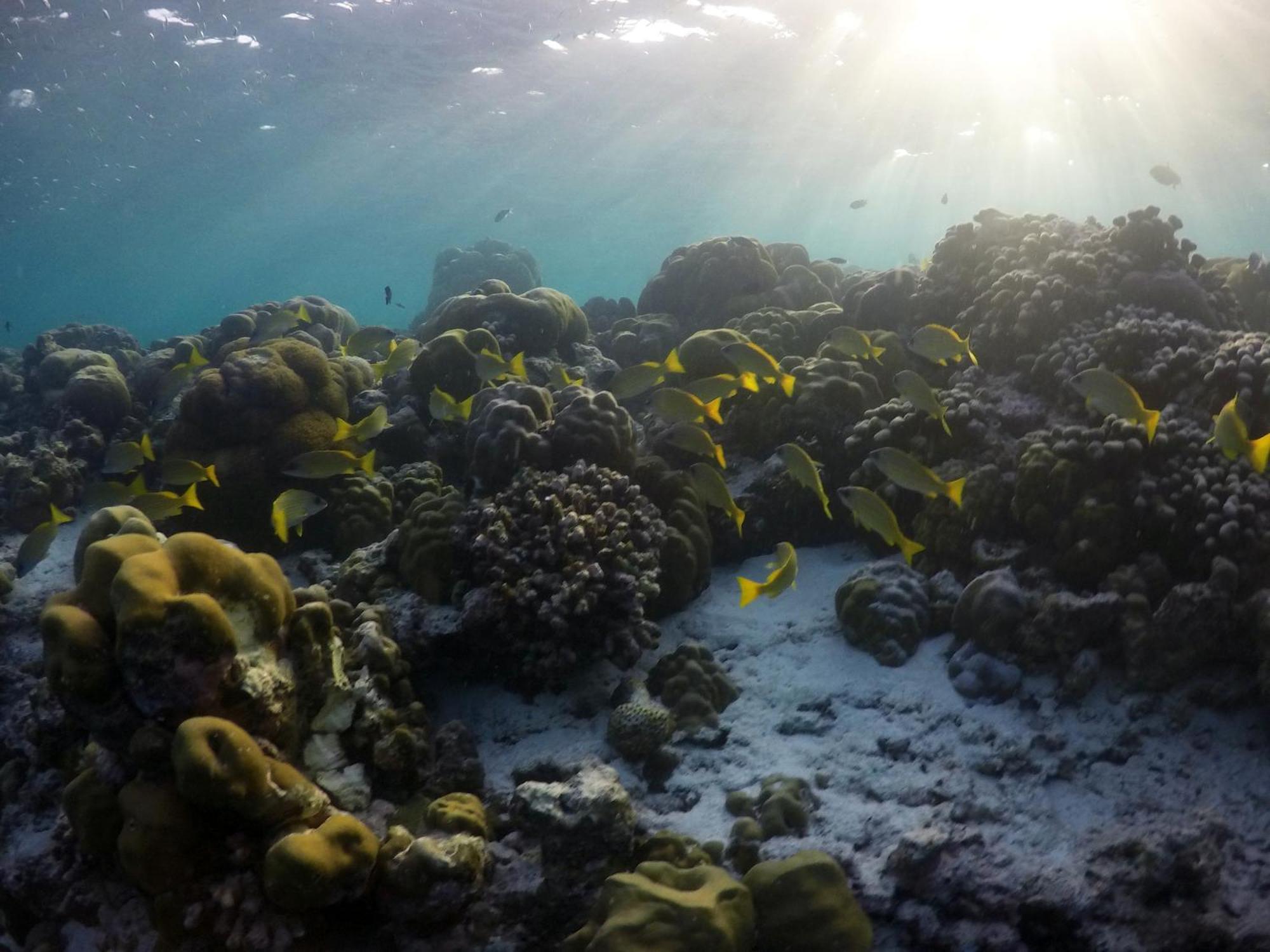 Hanifaru Transit Inn Dharavandhoo Bagian luar foto