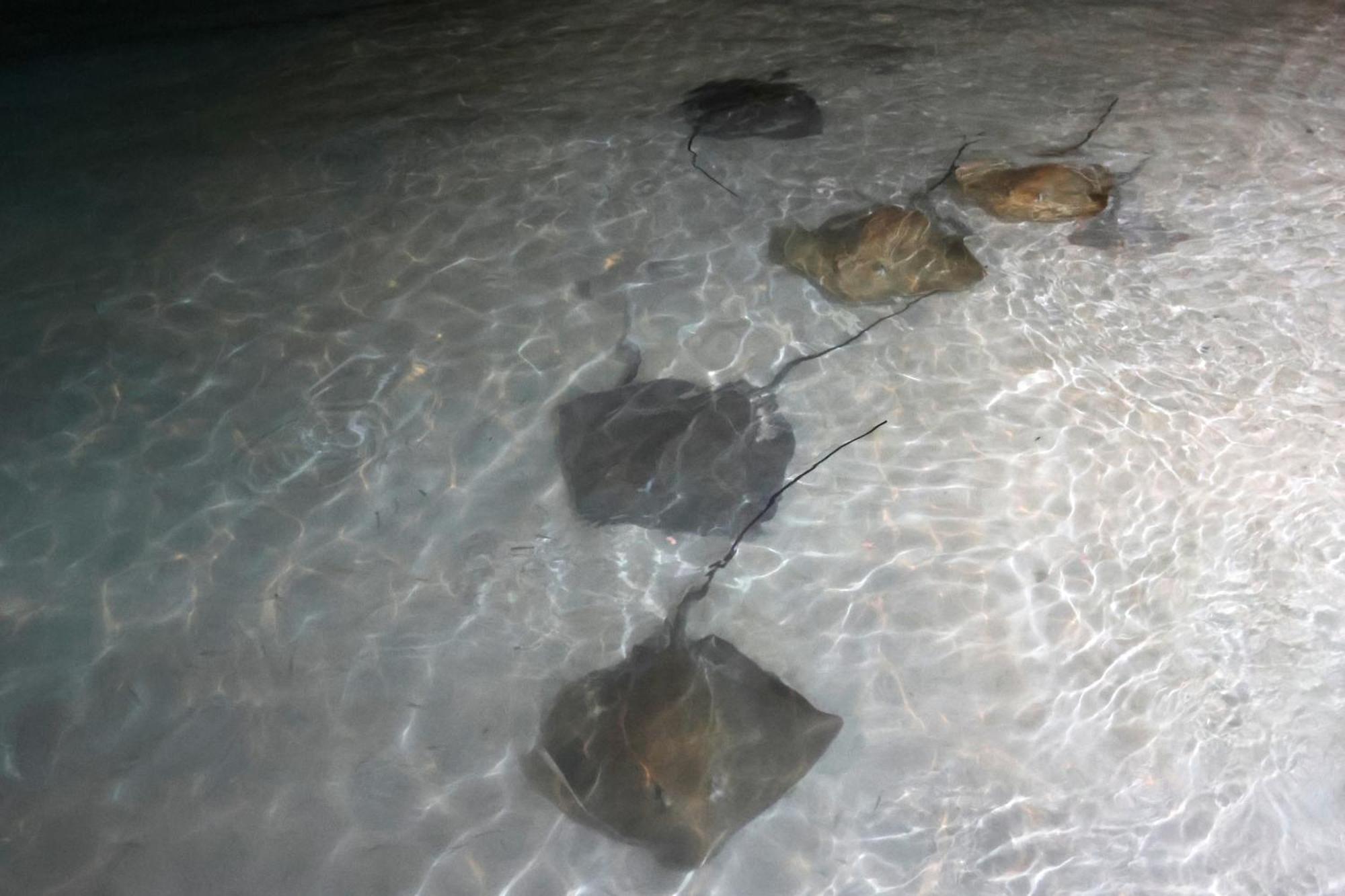 Hanifaru Transit Inn Dharavandhoo Bagian luar foto