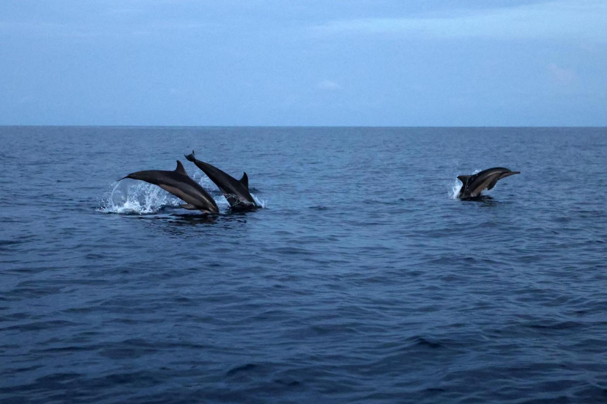 Hanifaru Transit Inn Dharavandhoo Bagian luar foto
