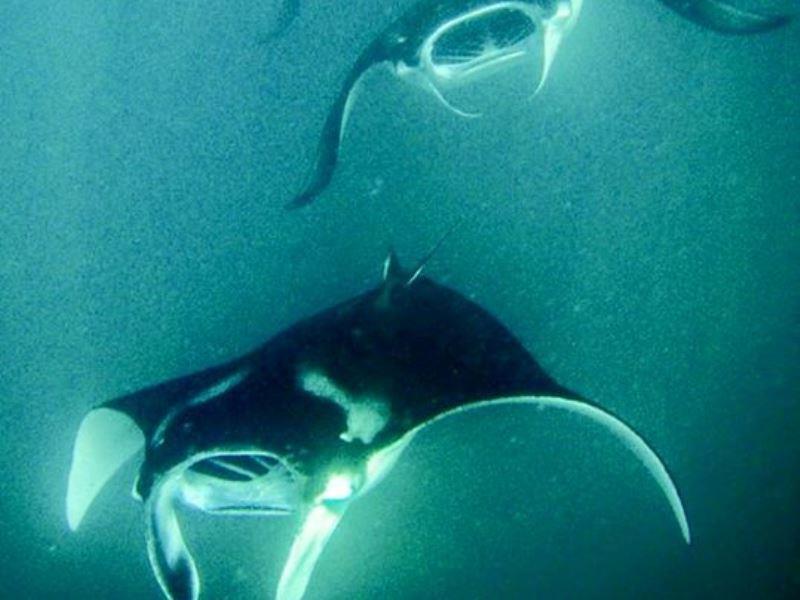 Hanifaru Transit Inn Dharavandhoo Bagian luar foto